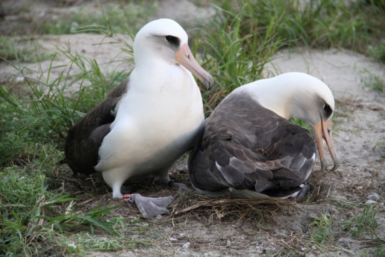 Image: Laysan albatross named Wisdom, left, and mate